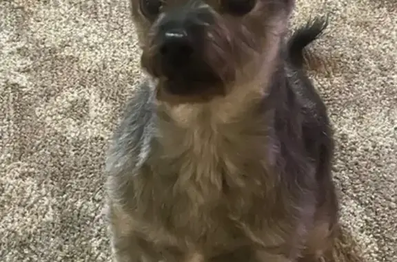 Lost and found pets Tacoma, photo: Lost Deaf Toy Poodle Terrier: Help Find Boots