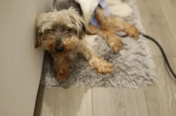 Lost Dog: White/Gray, Brown Paws, Hernia