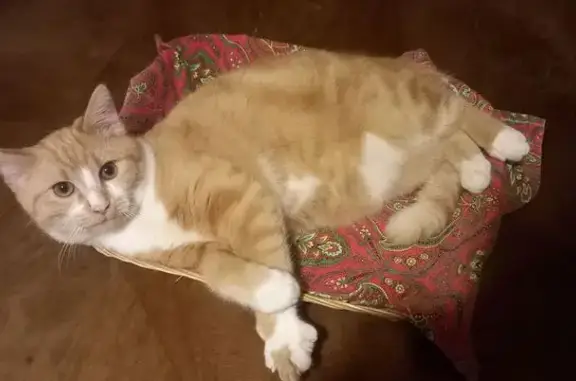 Animaux perdus Boiscommun, photo: Pilou, chat roux et blanc perdu, Boiscommun