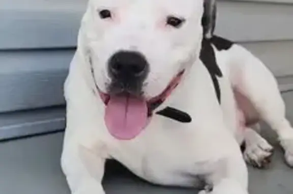 Missing dog Toledo, photo: Lost Dog: Unique Black & White Ears