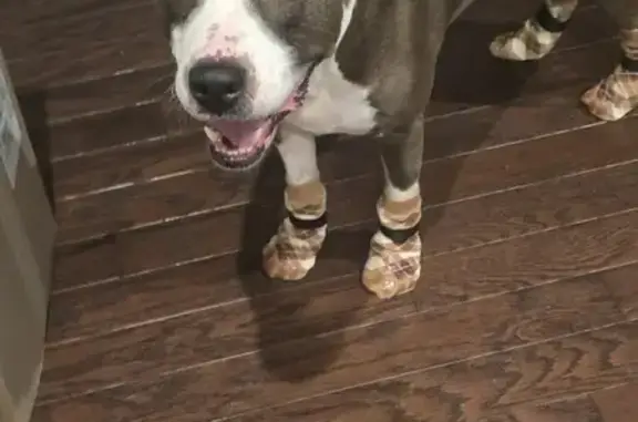 Lost Dog in Hartwood: Red Hoodie Alert - photo