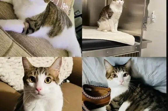 Lost Grey & White Tabby in Maricopa