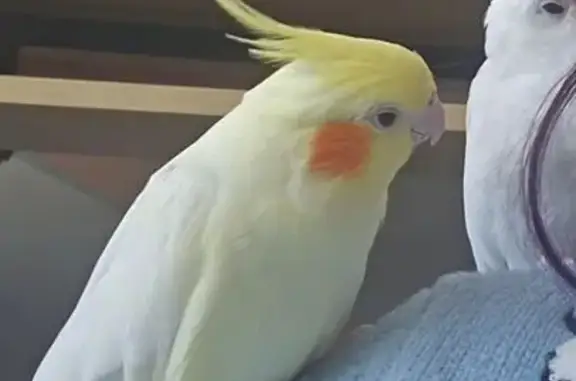 Lost Bird: White & Yellow, Red Cheeks