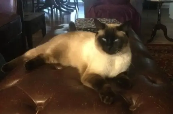 Lost and found pets Mississippi State, photo: Lost Siamese Cat: Chester in Clinton