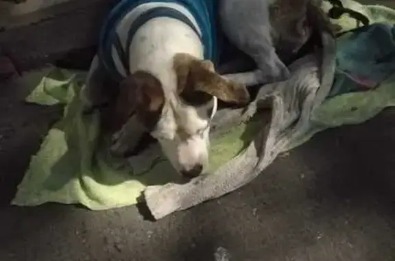 Animales perdidos , foto: Perro perdido: Blanco con manchas café, Edo. Méx.