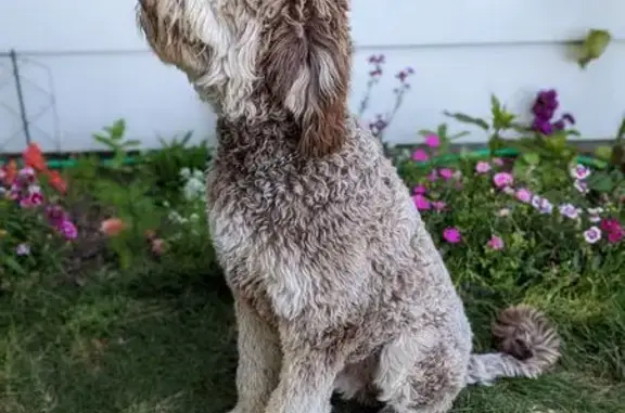 Lost Tan Great Dane/Poodle in Irving