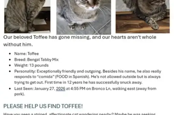 Lost Bengal Tabby: Friendly, Orange Tummy