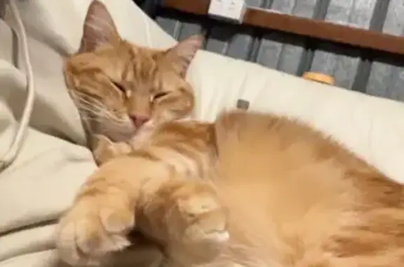 Lost Ollie: Shy Cat Missing in Tea Tree Gully