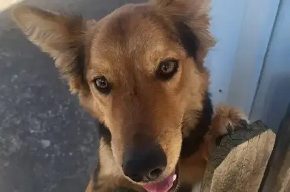 Missing dog Catoosa, photo: Lost Black & Tan Shepherd in Catoosa