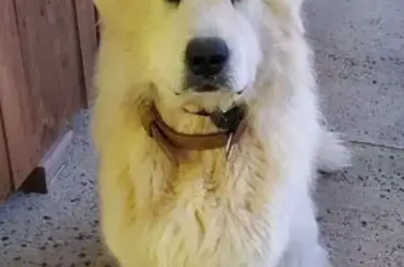 Chien beige perdu à Rouillé, collier noir - photo