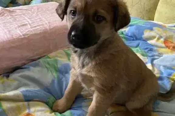 Зникла грайлива цуценя у Тернополі - photo