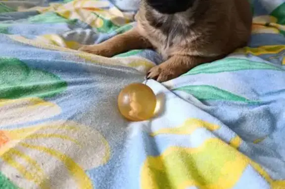 Зникла грайлива щеня Смайлик у Тернополі