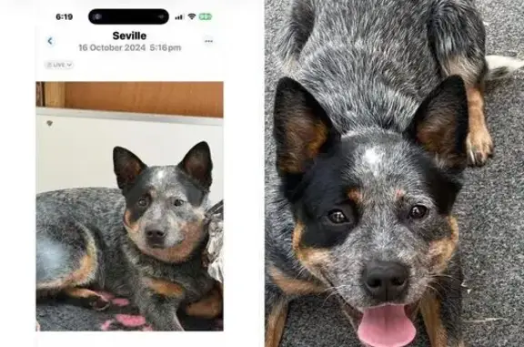 Lost: Blue Cattle Dog, Black Eye Patch