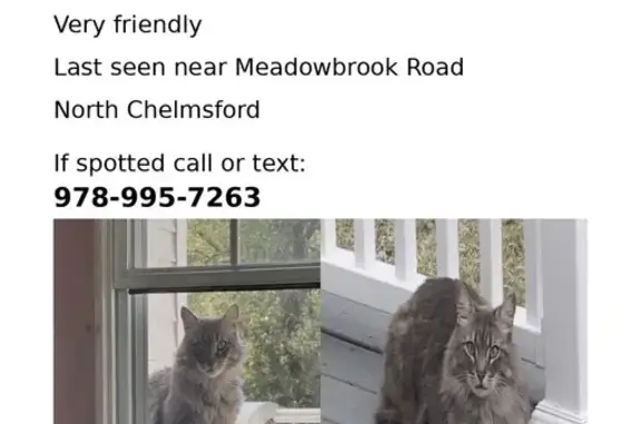 Lost Grey & Black Cat, Meadowbrook Rd