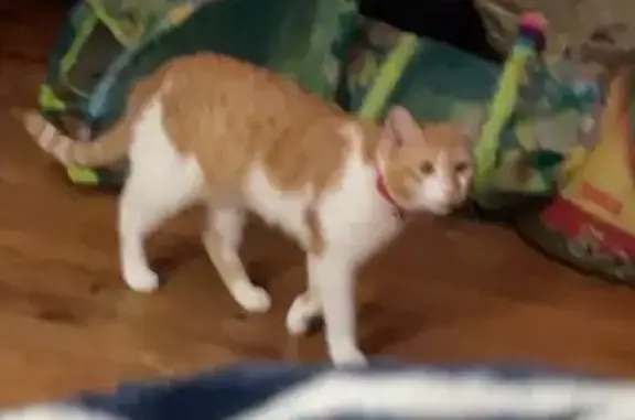 Lost Cat: Orange & White, Red Bell Collar