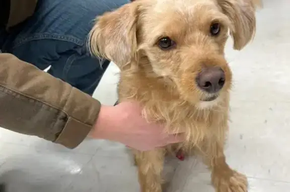 Found dog Salisbury, photo: Sweet Found Dog on Mahaley Ave, Salisbury