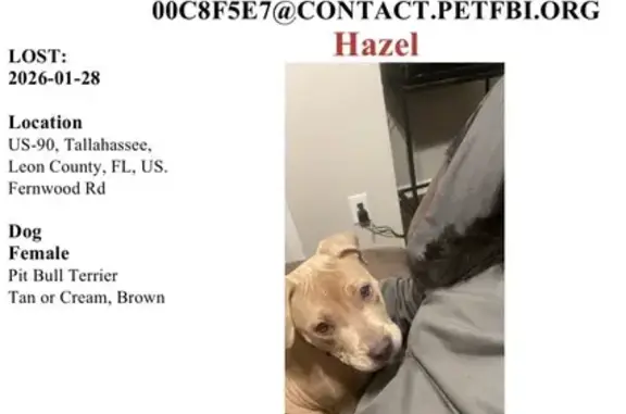 Lost Tan Dog: Fernwood Rd, Tallahassee