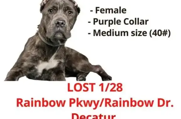 Missing dog , photo: Lost Dog Alert: Purple Collar Found!