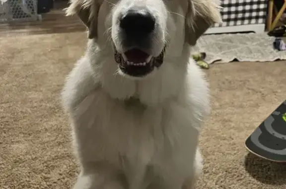 Help Find Tagilla: Lost White & Tan Dog