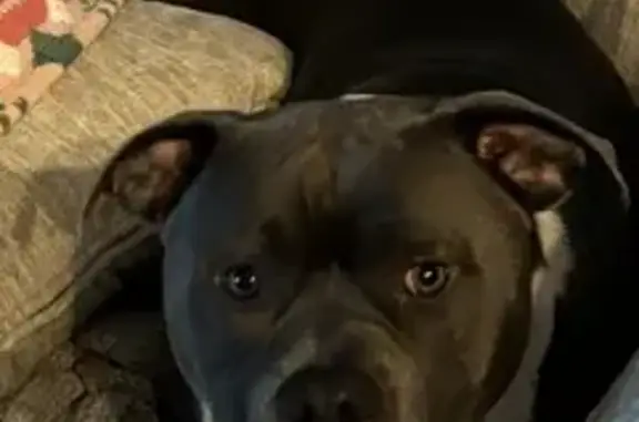 Friendly Gray Pitbull Lost in MS!