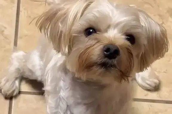 Lost Dog Milo: Last Seen on Oak Park St.