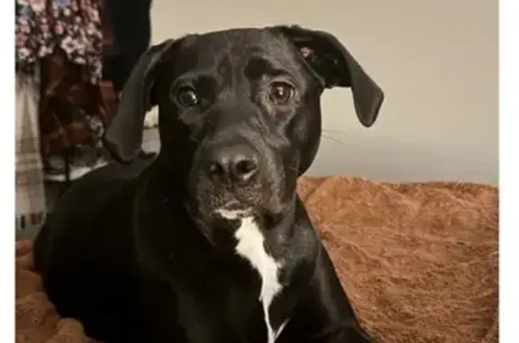 Lost Black Lab Mix in Philly - White Paws