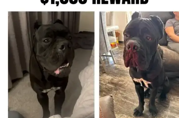 Lost Cane Corso: Sweet & Huge, Midland