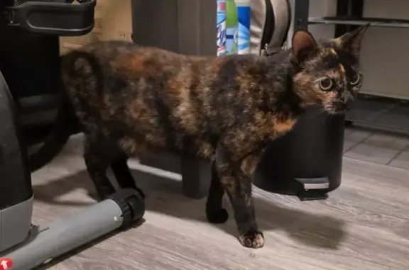 Lost and found pets Hialeah, photo: Found: Tortie Kitten on West 33rd, Hialeah
