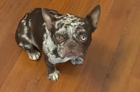 Missing dog , photo: Lost Merle Frenchie: Unique Eyes & Colors