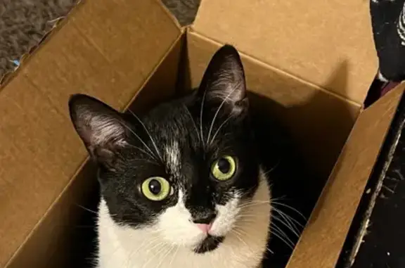 Lost Black & White Tabby in Sharpstown! - photo