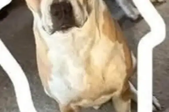 Missing dog , photo: Lost Service Dog in Benbrook, TX - Help!