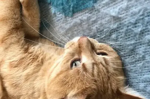 Chat perdu, Fleury-les-Aubrais, photo: Chat roux perdu, tache blanche, Fleury