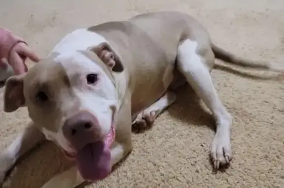 Found dog , photo: Found Dogs: Rottweiler & Pitbull in OK