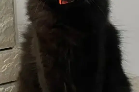 Chat perdu, Saint-Loup-sur-Semouse, photo: Chat noir perdu, collier orange, Saint-Loup