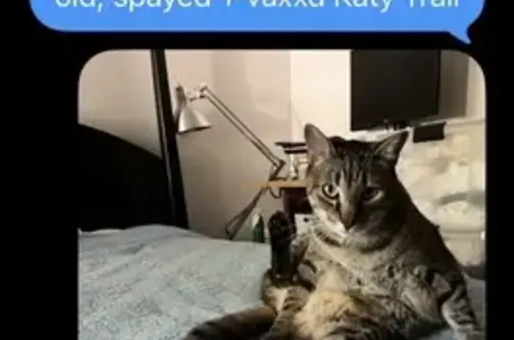 Lost and found pets Dallas, photo: Lost Large Tabby Cat - Lomita Lane, Dallas