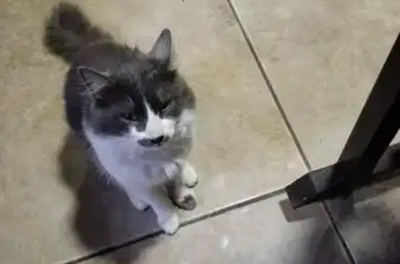 Animales perdidos , foto: ¡Ayuda a encontrar a nuestro gato gris perdido!