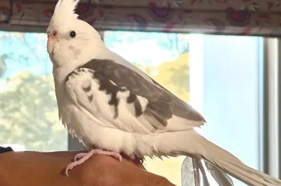 Lost pets , photo: Lost Whiteface Cockatiel in Manly Vale