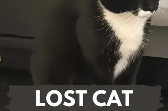 Missing cat , photo: Lost Playful Cat: Derby Road, London