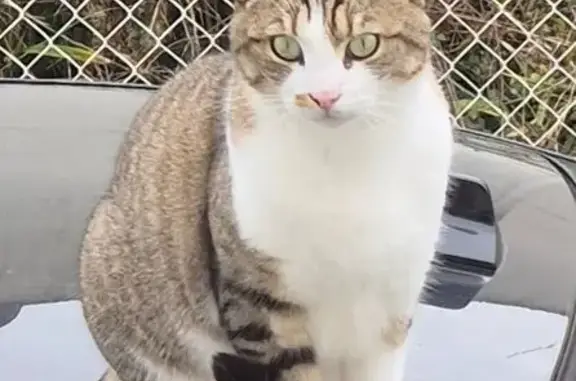 Animaux perdus Saintes, photo: Chat perdu : Urus, blanc et tigré, yeux verts