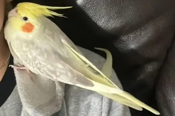 Lost pets , photo: Lost bird