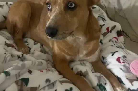 Lost Cattle Dog: East Minnezona Ave