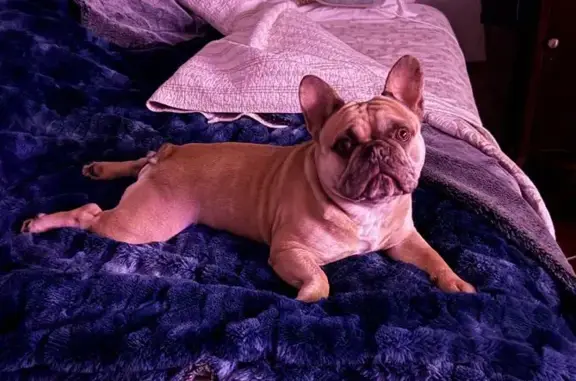 Lost Dog: Friendly, Snorts, Carrollton