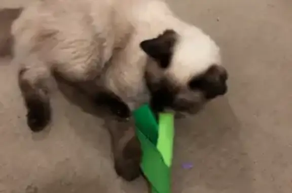 Help Find Kitkat: Fluffy, Blue-Eyed Cat