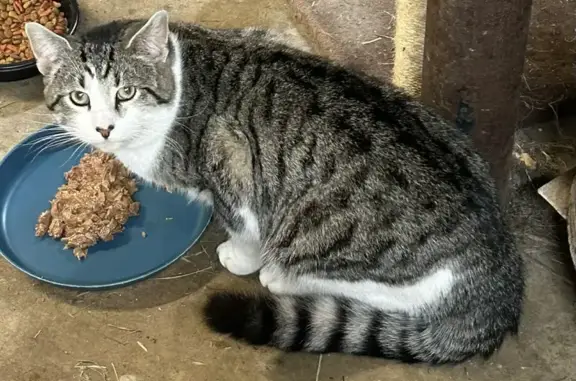 Found cat Westville, photo: Found: Gray & White Cat in Westville