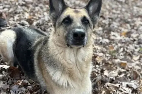 Lost Dog in Kentucky: Help Find Wellington