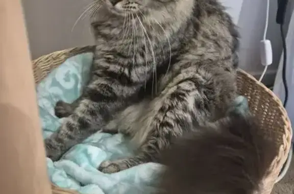 Lost pets Lane Cove, photo: Lost Male Cat: Rangdol-Tabby Mix, Lane Cove