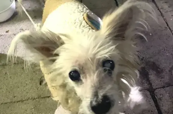 Found dog Carson, photo: Found: Elderly White Terrier in Carson