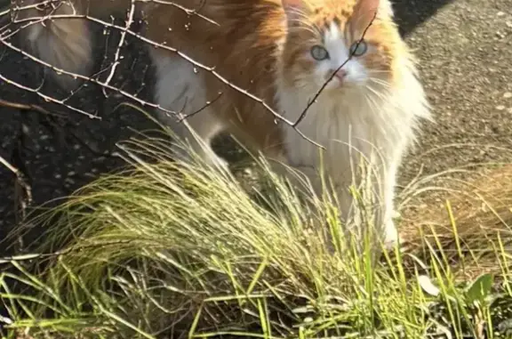 Chat trouvé , photo: Chat Sibérien blanc/roux trouvé à Lyon