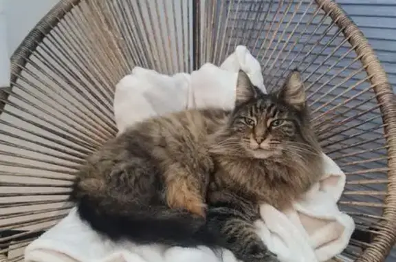 Chat perdu, Le Plessis-Pâté, photo: Chatte perdue: Mystère, Norvégien, Plessis-Pâté