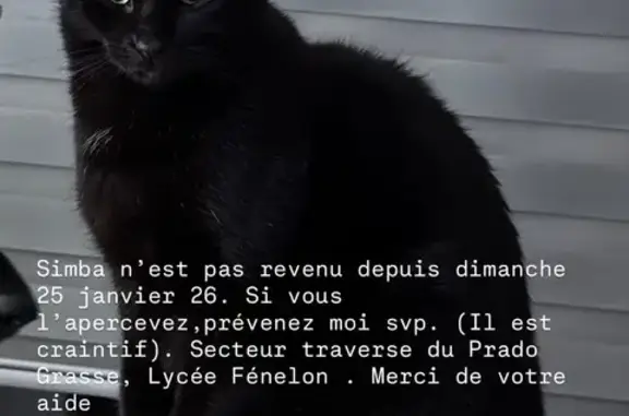 Recherche Simba, chat noir perdu à Grasse - photo